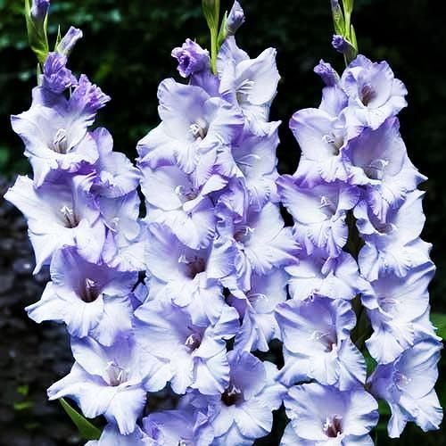 ������ ������ ��������� ������������� ���� ���   ����