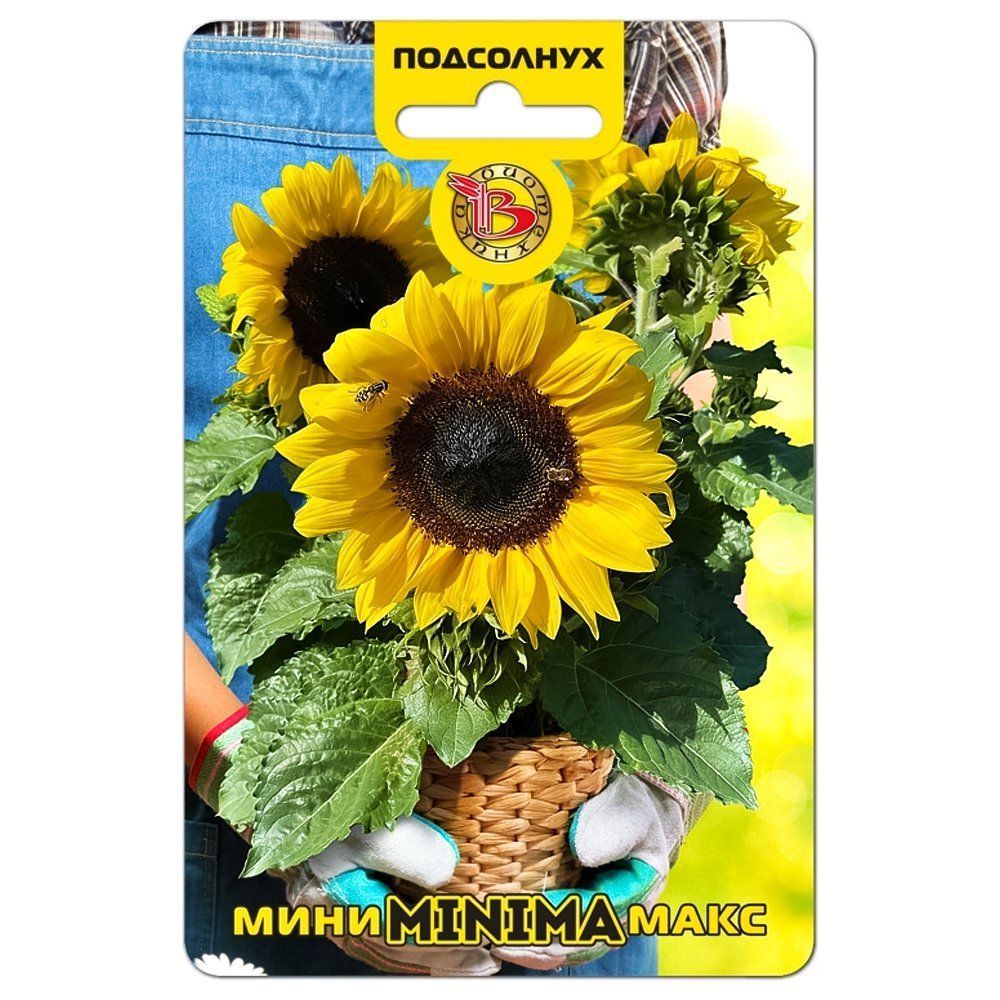 ������ ������ ��������� ���������� ����-���� Minima F1 ����������   ����