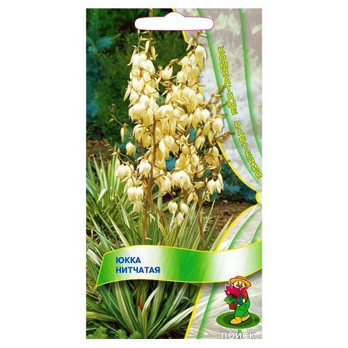 ������ ������ ���� �������� �����   ����