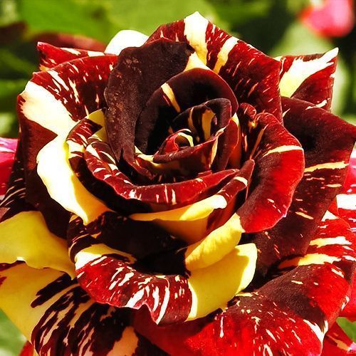 ������ ������ ���� ���������� ����� �����   ����