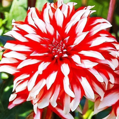 ������ ������ �������� ������������ ����� �����   ����