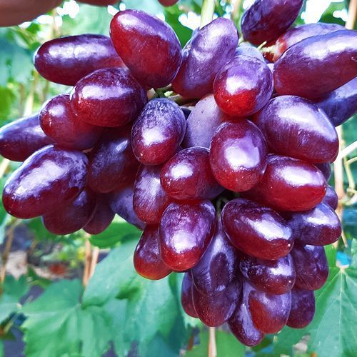 ������ ������ �������� ����   ����