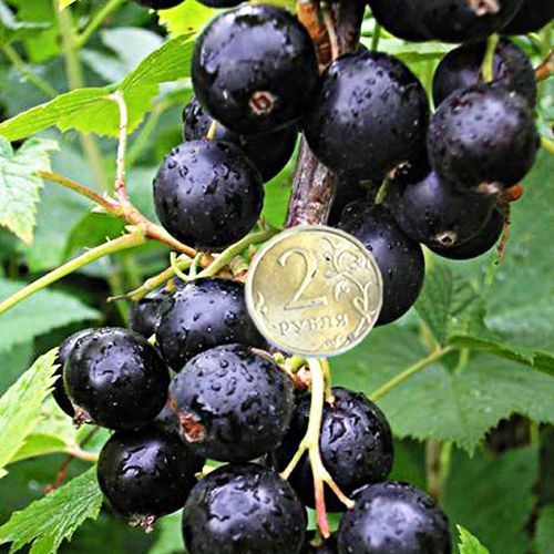 ������ ������ ��������� ������ ������   ����