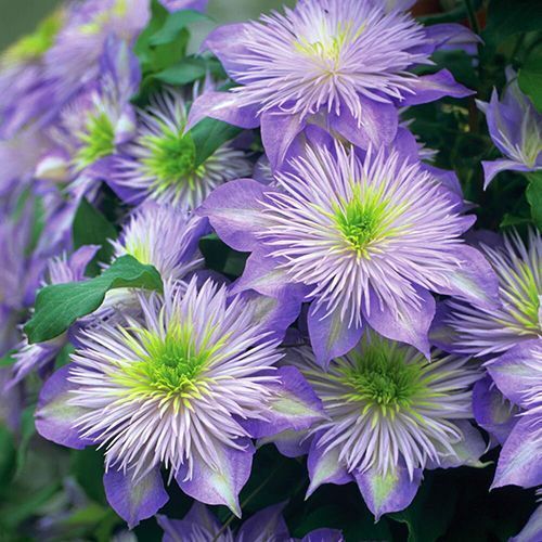 ������ ������ �������� ������� ������   ����