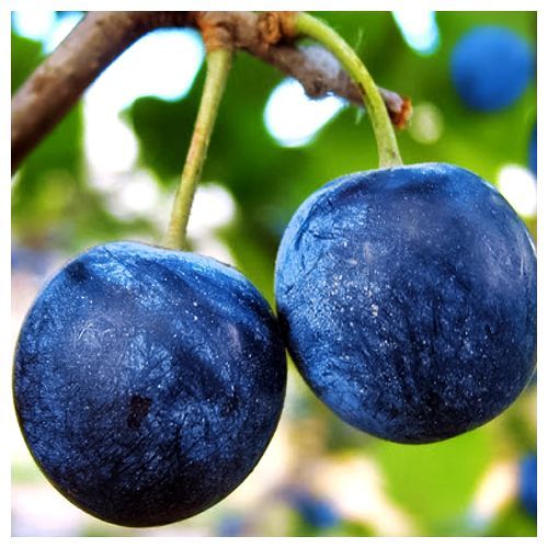 ������ ������ ����� ���� �����   ����