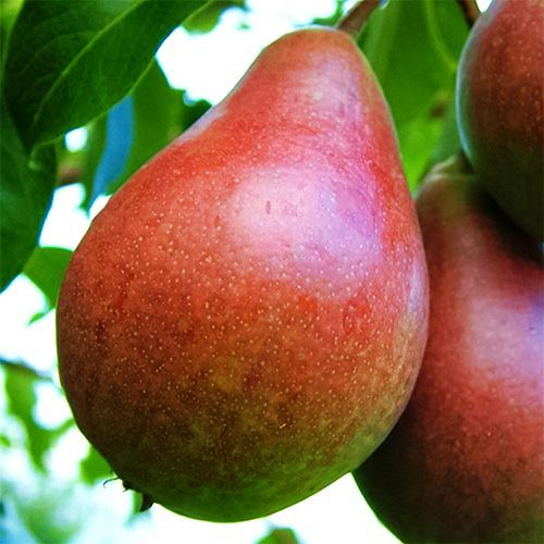 ������ ������ ����� �������� �����   ����