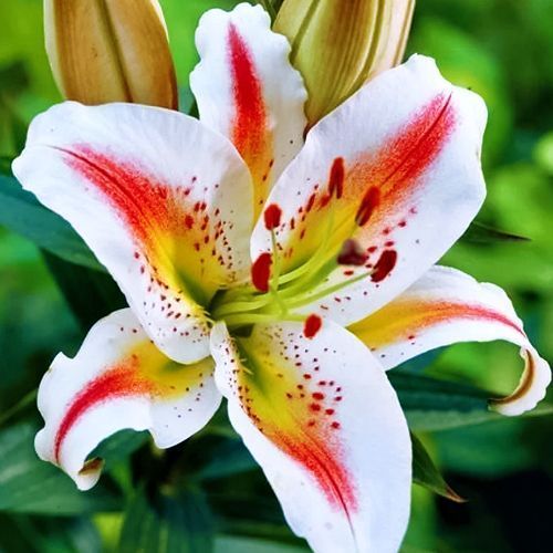 ������ ������ ����� ��������� �����   ����