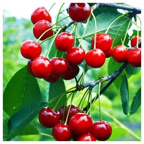 ������ ������ ����� ����������   ����