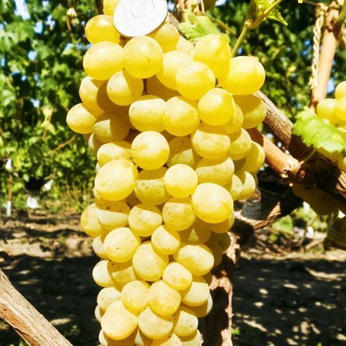 ������ ������ �������� ������ �������   ����