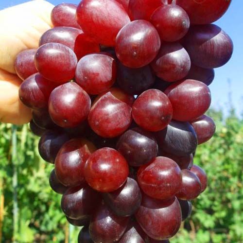 ������ ������ �������� ������ ������   ����