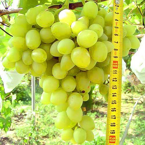 ������ ������ �������� �������   ����