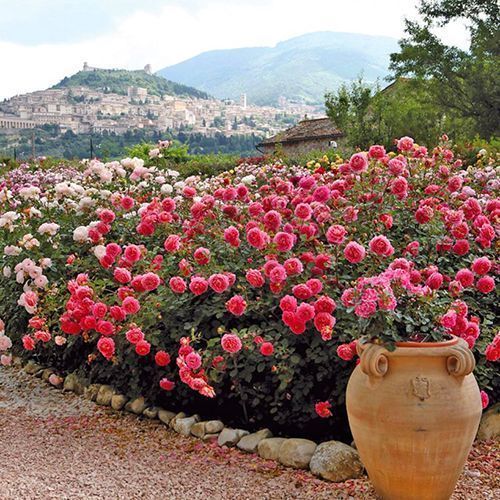 ������ ������ ���� ���������� ������� �����������   ����