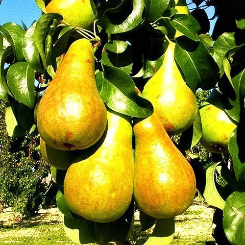 ������ ������ ����� ����� �������   ����