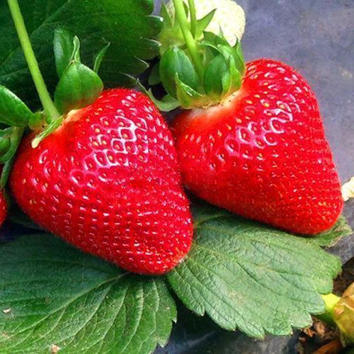 ������ ������ ��������� ������������ (�������������) ������   ����