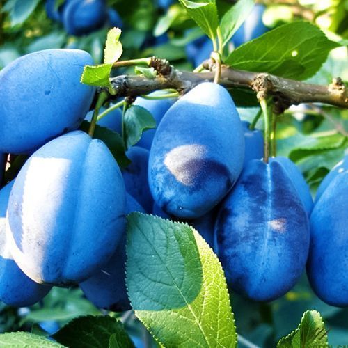 ������ ������ ����� �������� �������   ����