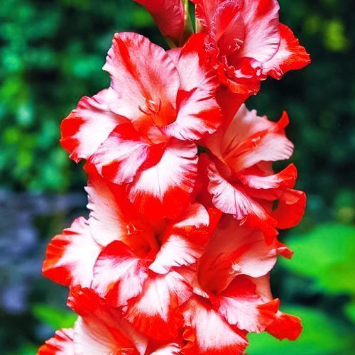 ������ ������ ��������� ��������������� ���������   ����