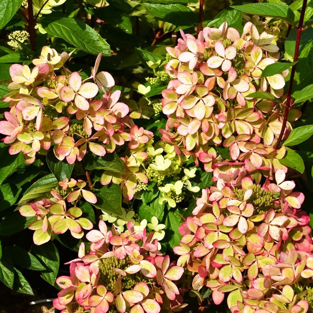 ������ ������ ��������� ����������� ������������� ������� ����   ����