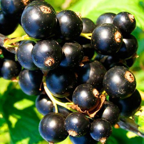 ������ ������ ��������� ������ ���� �������   ����