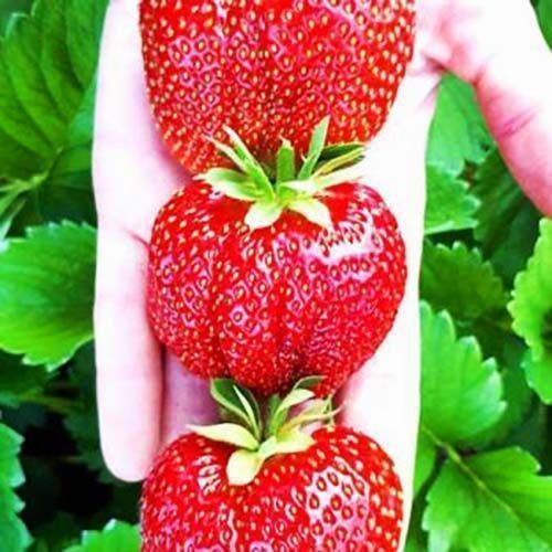 ������ ������ ��������� ������������� ������ ������   ����