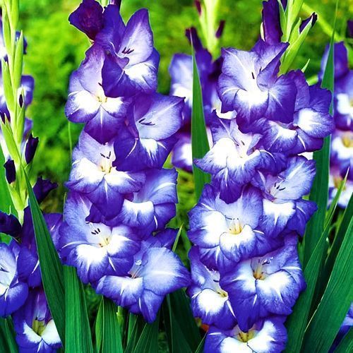 ������ ������ ��������� ��������������� ����   ����