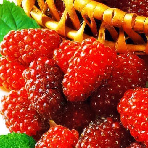 ������ ������ ������ ������������ ������   ����