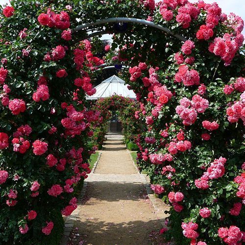 ������ ������ ���� ��������� ������   ����