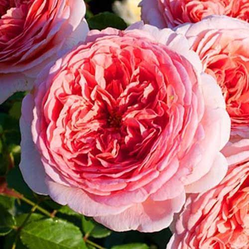 ������ ������ ���� ���������� ������� �����   ����