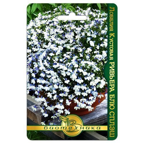 ������ ������ ������� �������� ������� ��� ����� ����������   ����