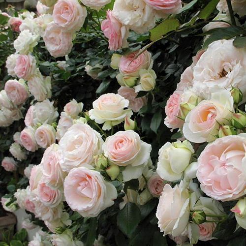 ������ ������ ���� ��������� ���� �����   ����