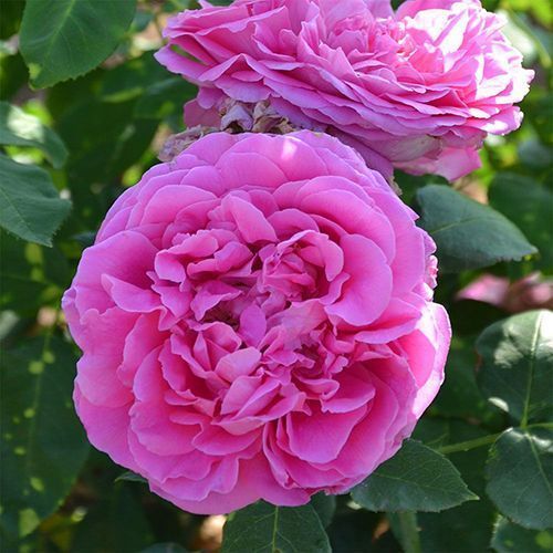 ������ ������ ���� ���� ���� ������   ����