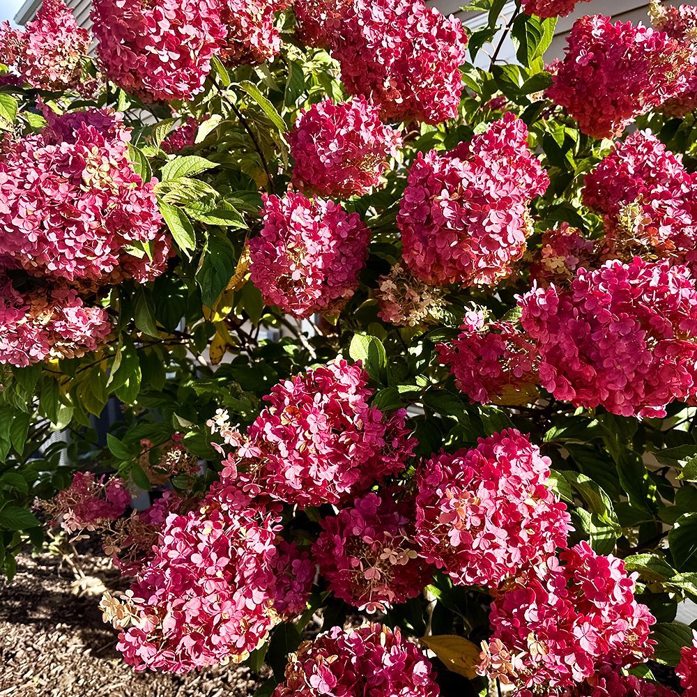 ������ ������ ��������� ����������� ����������� ������ ������   ����