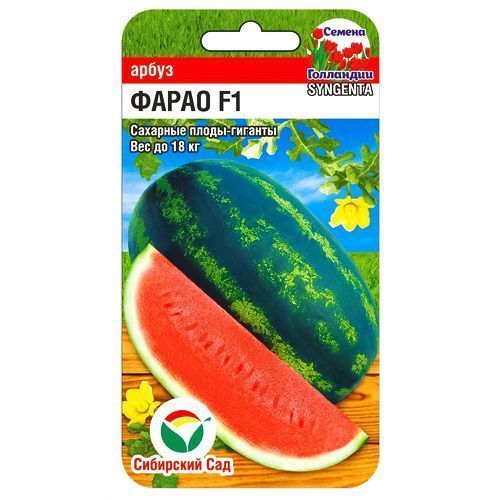 ������ ������ ����� ����� ��������� ���   ����