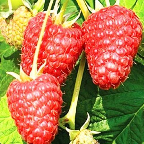 ������ ������ ������ ������������� �������   ����