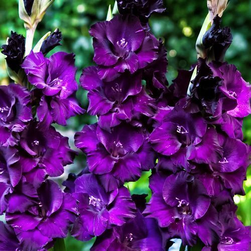 ������ ������ ��������� ��������������� ���� �������   ����