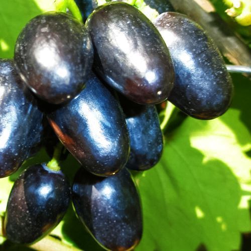 ������ ������ �������� ������� (��� ������)   ����