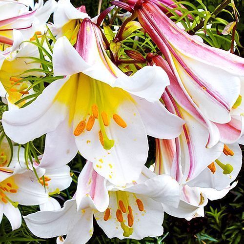 ������ ������ ����� ��������� ����� ������   ����