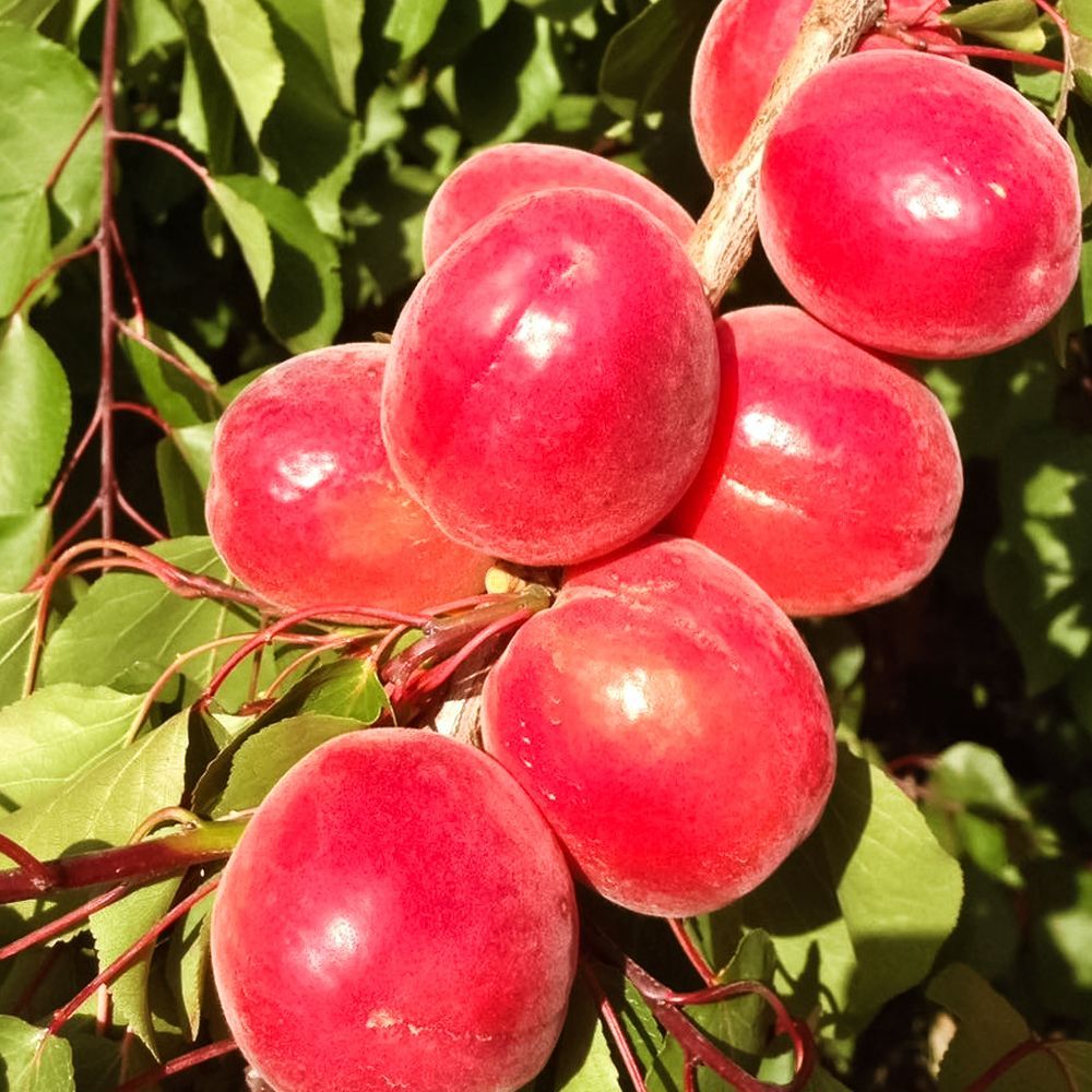 ������ ������ ������� ������� ������� �����   ����