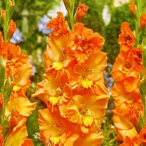 ������ ������ ��������� ������������� �������� �����   ����