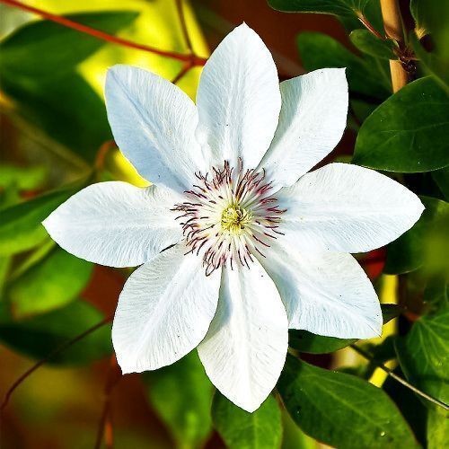 ������ ������ �������� ����� ���������   ����