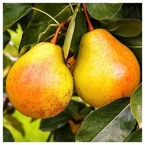 ������ ������ ����� �������   ����