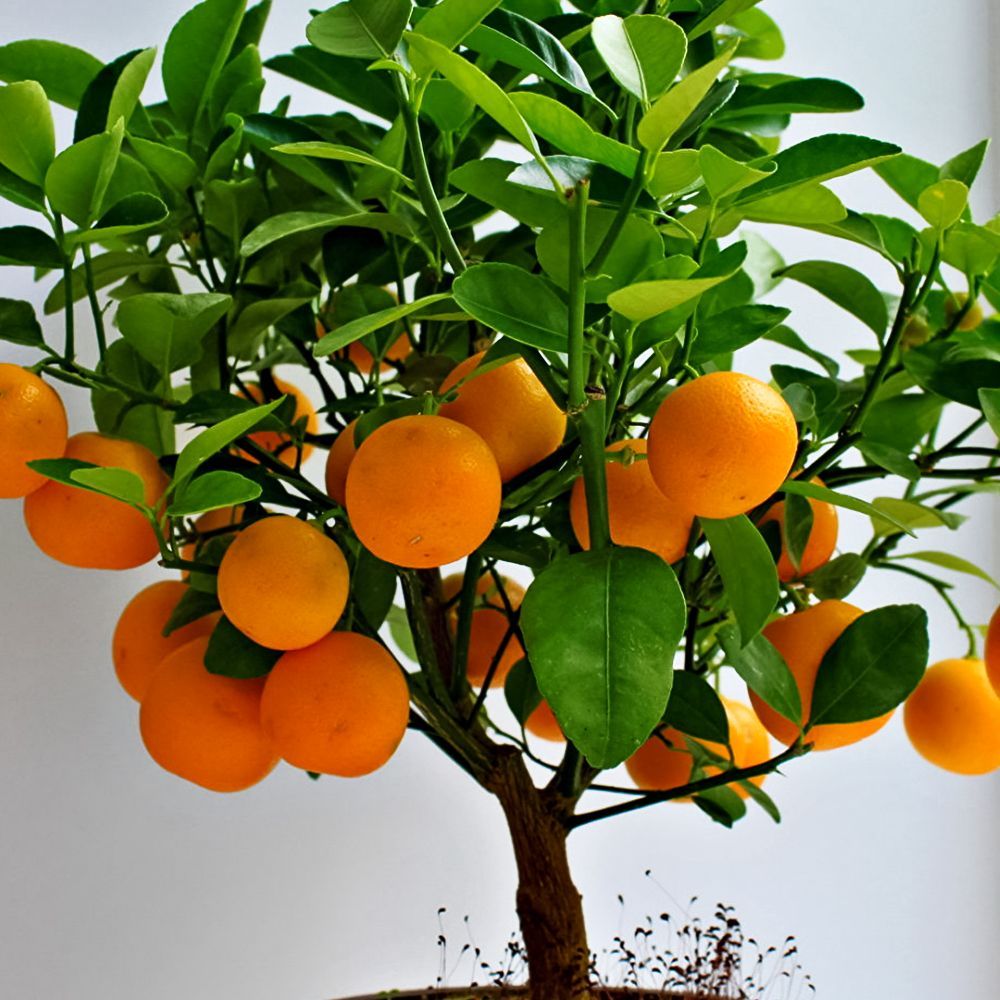 ������ ������ ������ ��������� �������� (����������)   ����