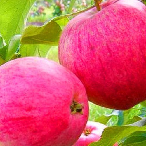 ������ ������ ������ ���������   ����