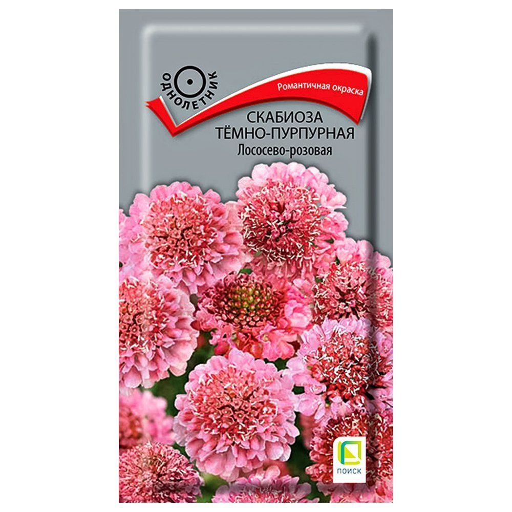 ������ ������ �������� �����-��������� ��������-������� �����   ����