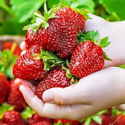 ������ ������ ��������� ������������ (�������������) ����������� �������   ����