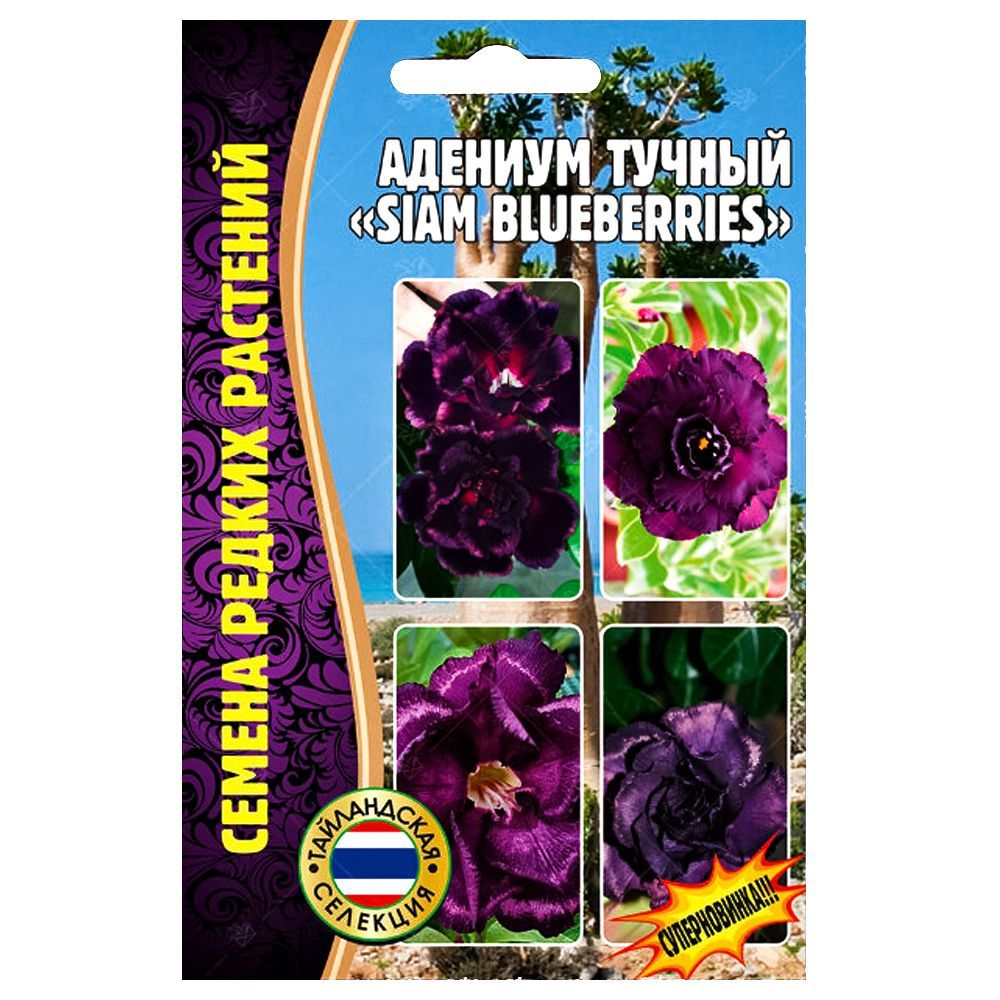 ������ ������ ������� Siam Blueberries ������ ������   ����
