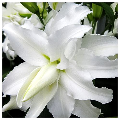 ������ ������ ����� ��-������ ���� ���   ����