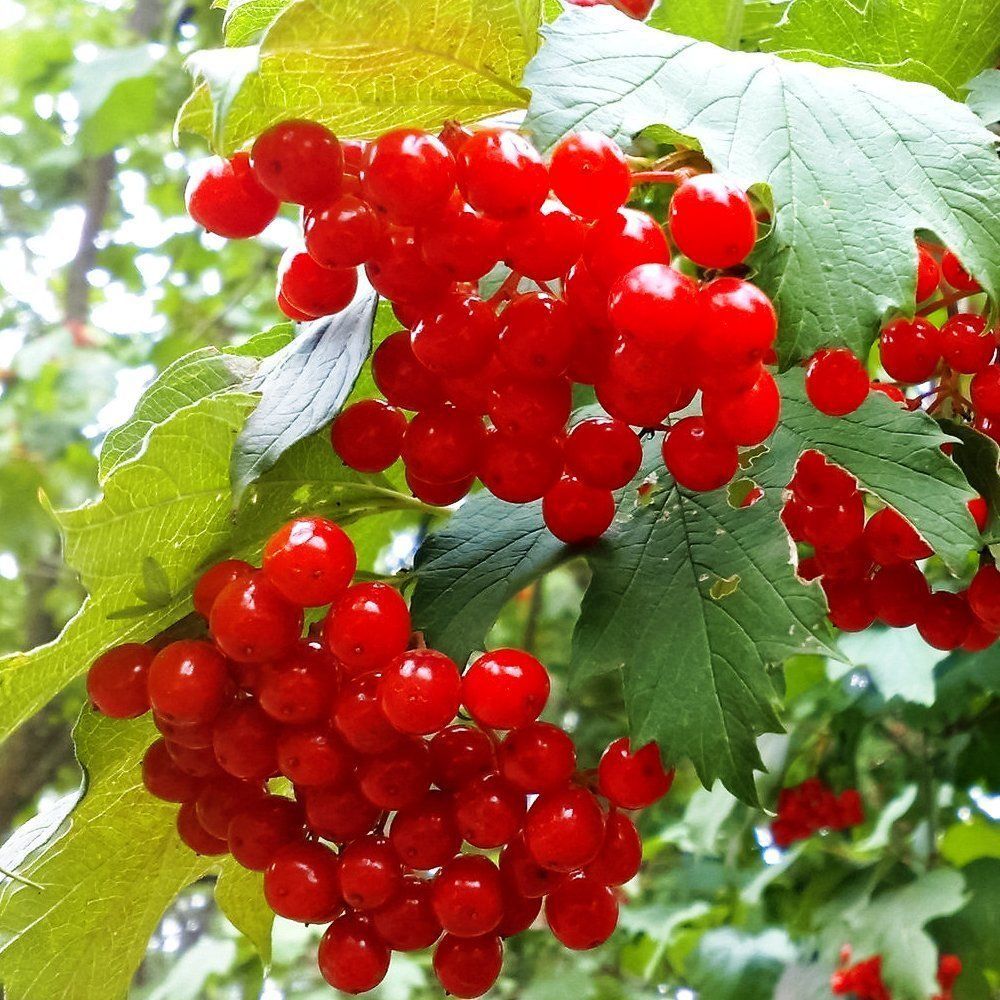 ������ ������ ������ ������������� ��������   ����