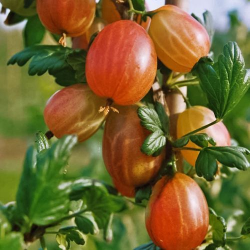 ������ ������ ��������� ������   ����