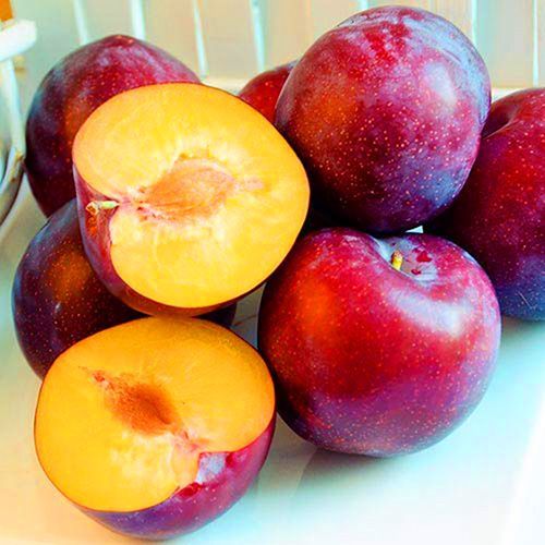 ������ ������ ����� ������������   ����