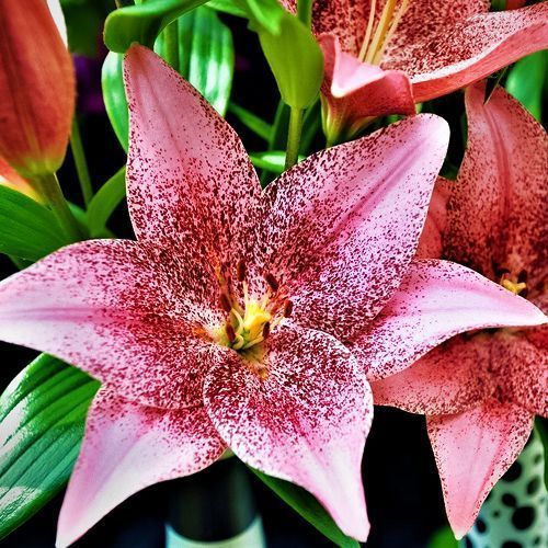 ������ ������ ����� ��-������ ���� �����   ����